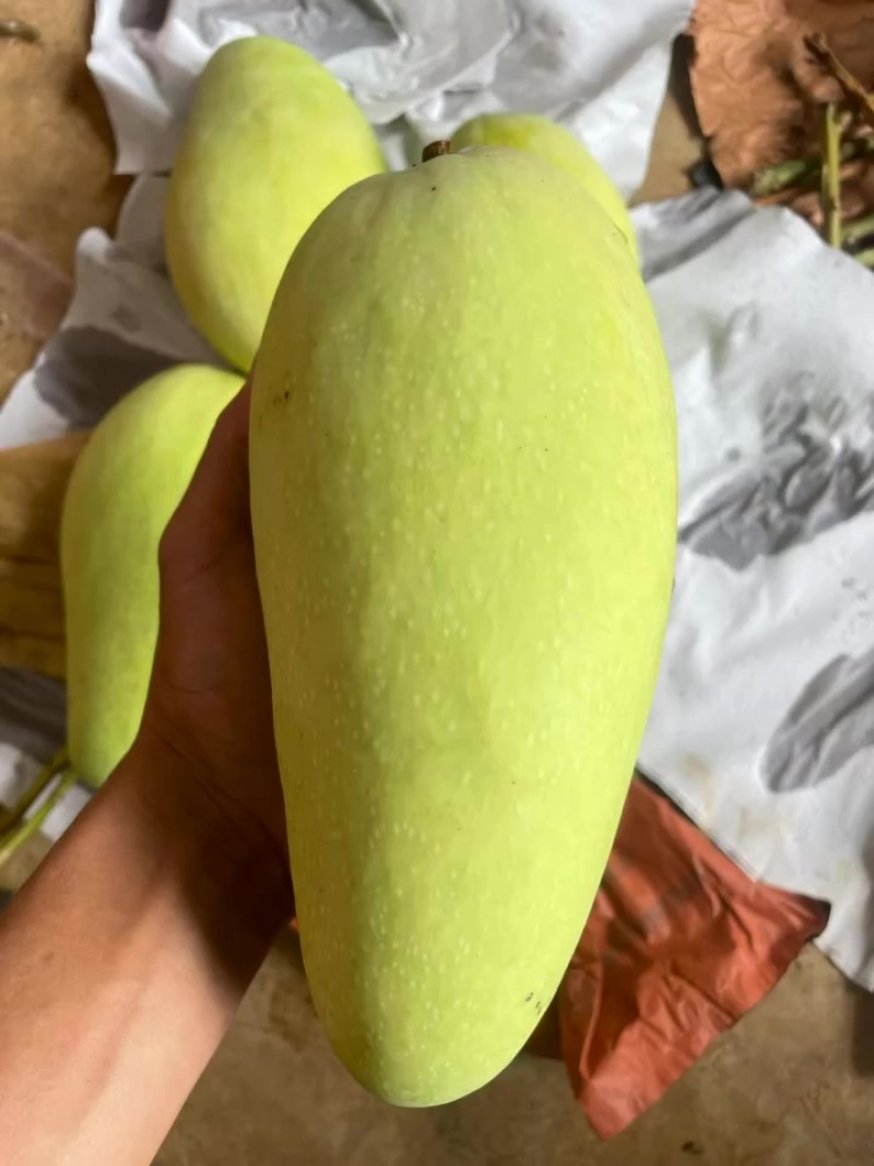 云南金皇芒