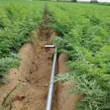 辣椒，胡萝卜，土豆，各种蔬菜