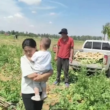 白萝卜