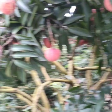 桂味荔枝