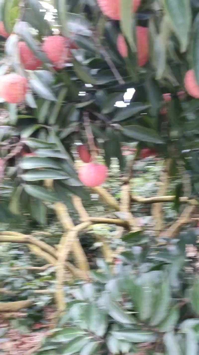 桂味荔枝