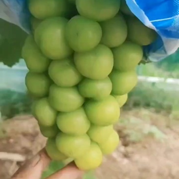 葡萄，夏黑，阳光玫瑰