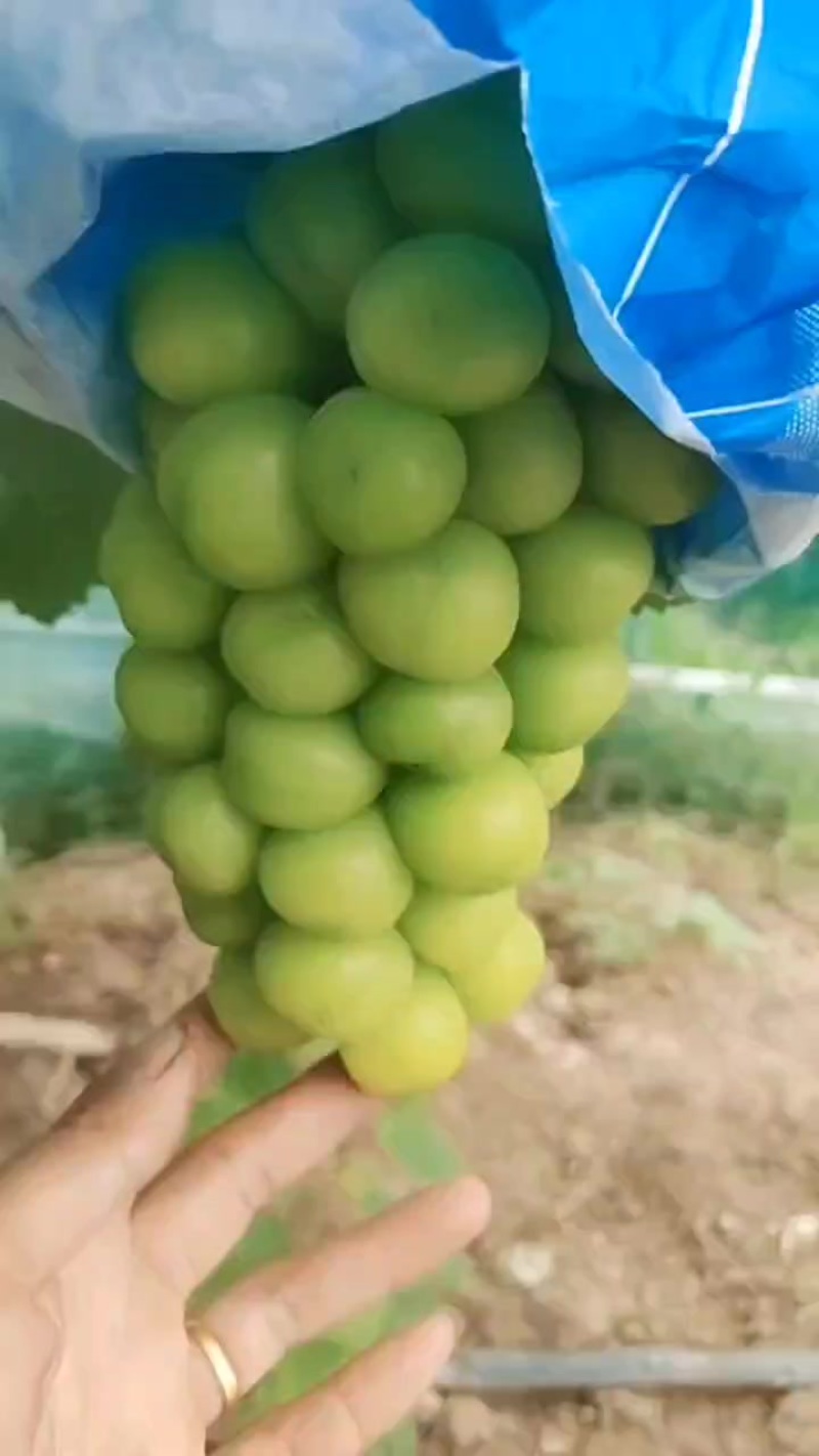 葡萄，夏黑，阳光玫瑰
