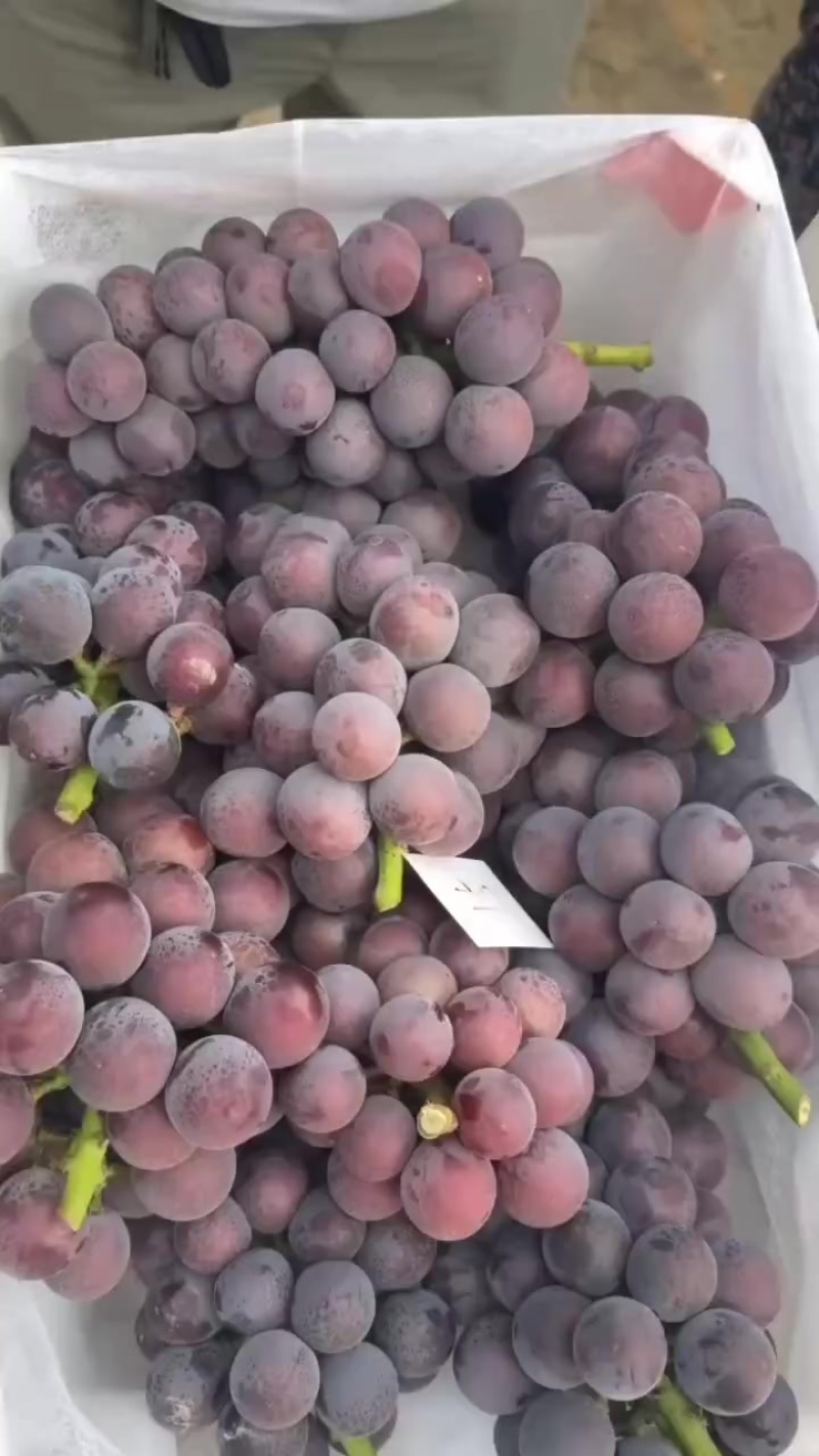精品乒乓球葡萄