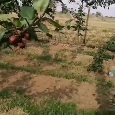 超甜红梨