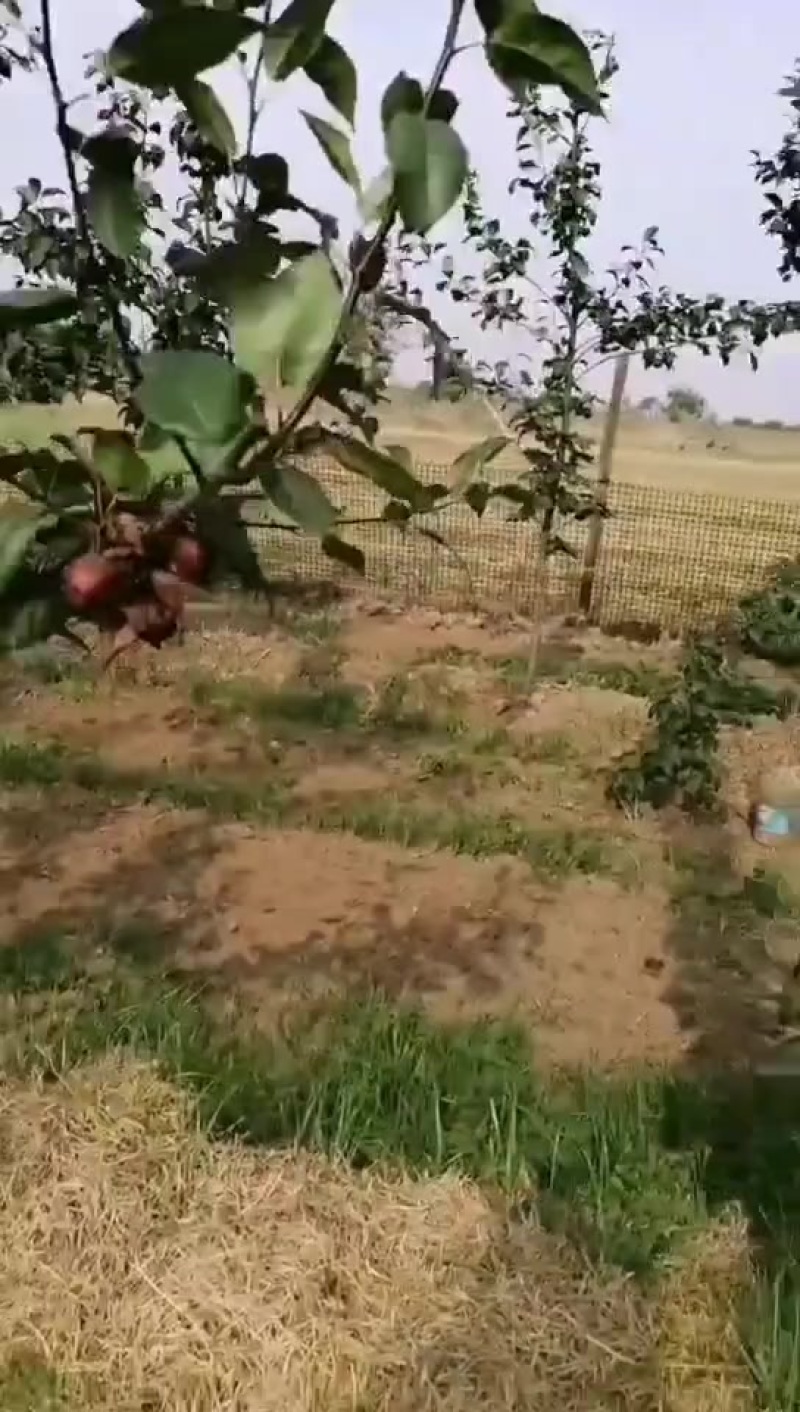 超甜红梨