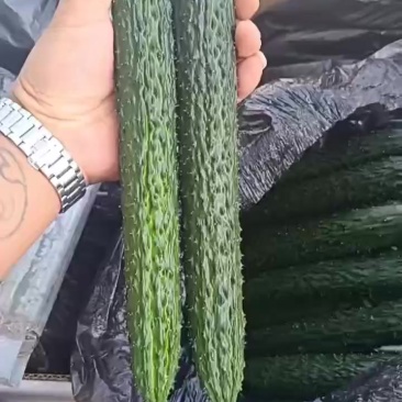甘肃靖远精品黄瓜