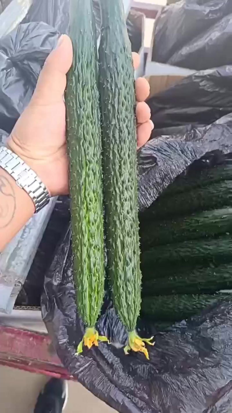 甘肃靖远精品黄瓜