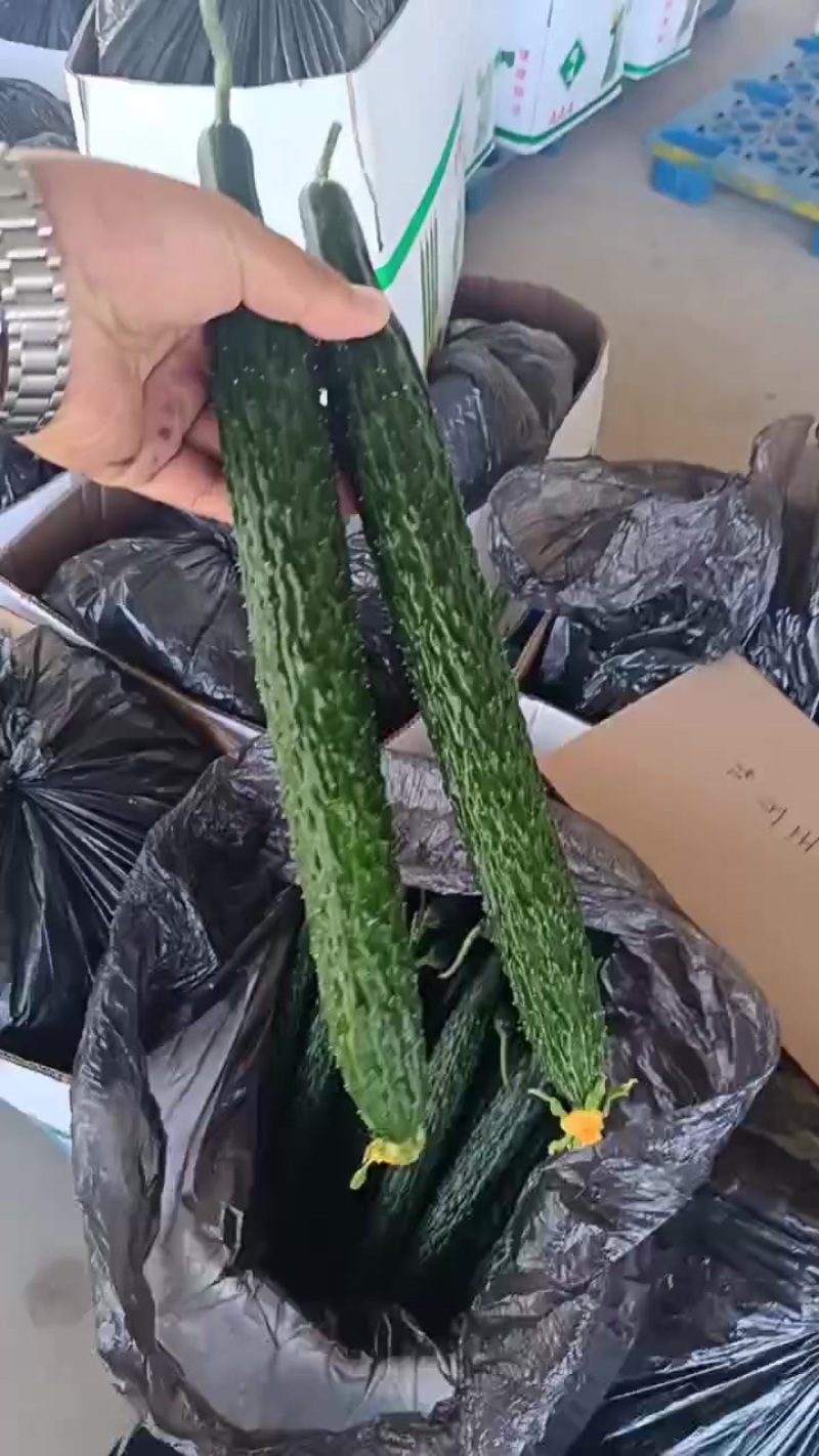 甘肃靖远精品黄瓜