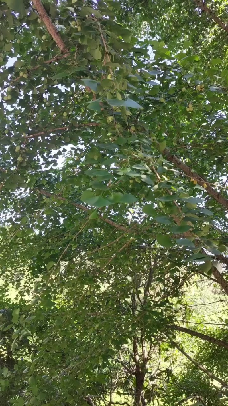 湖南银杏果