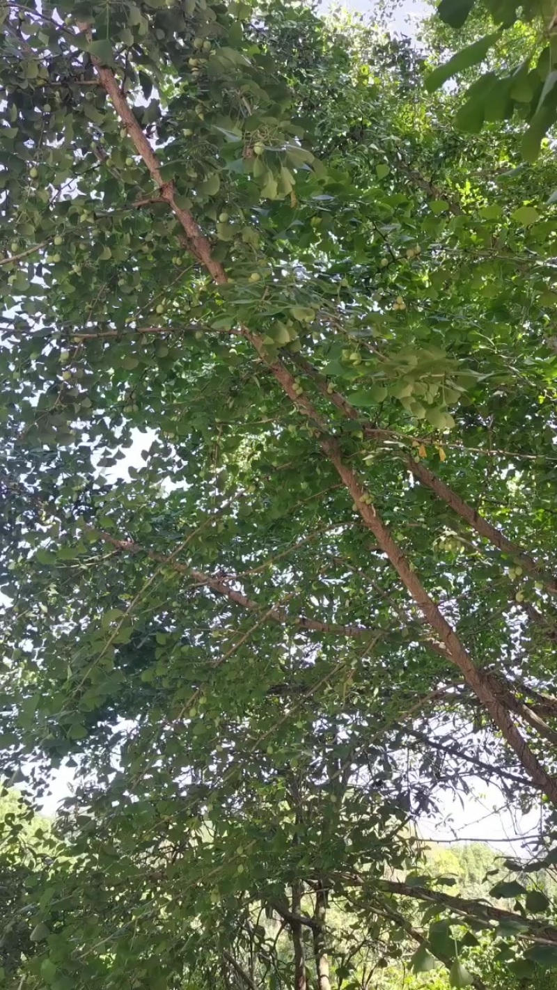 湖南银杏果