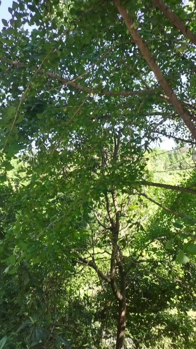 湖南银杏果