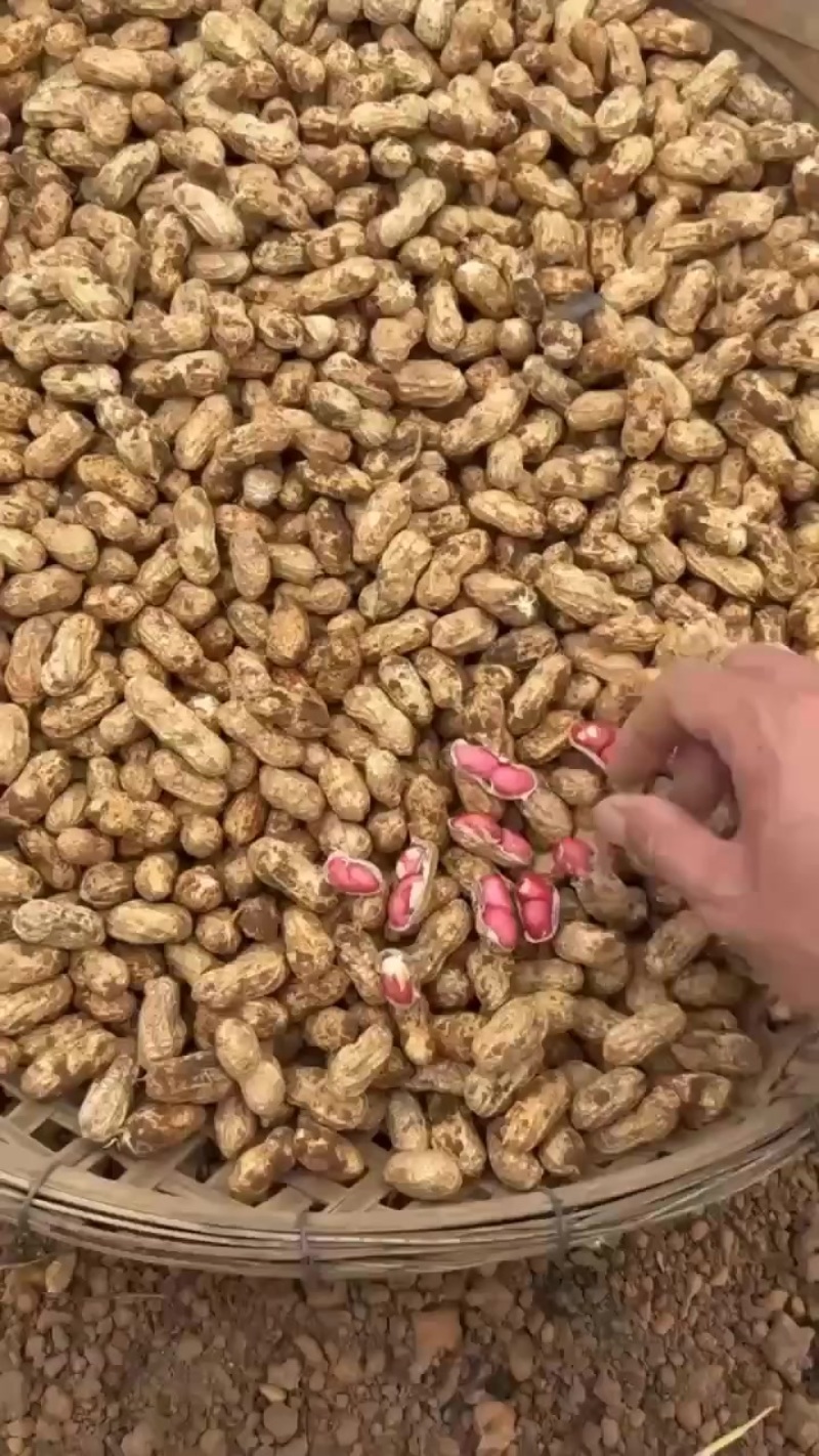 红皮花生
