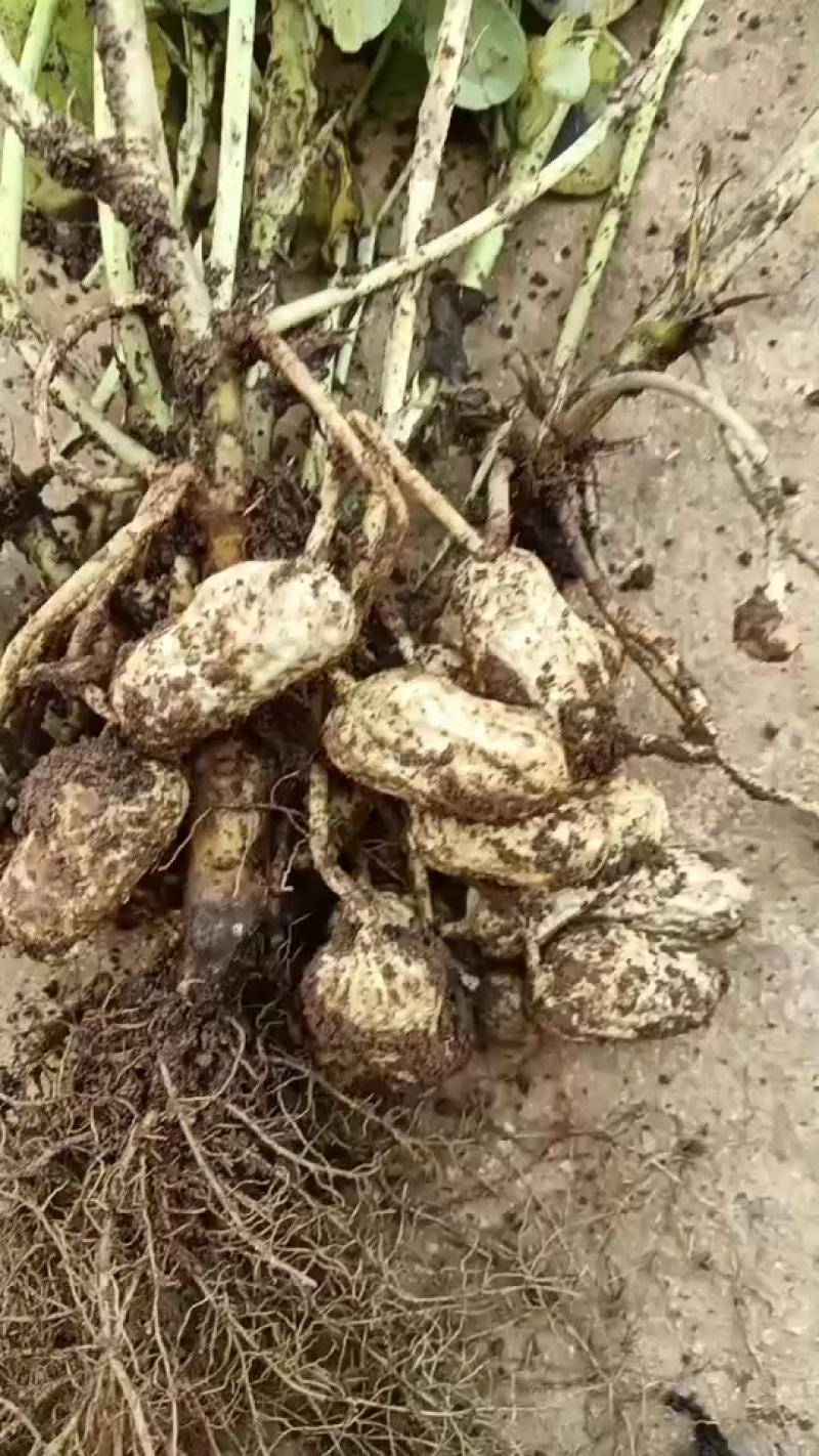 红皮花生