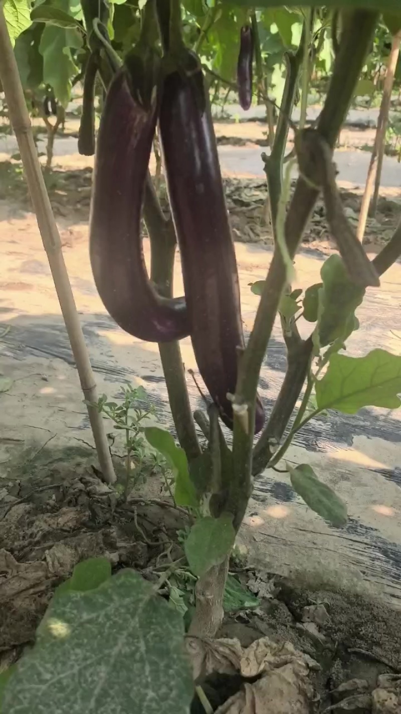 紫棒茄子