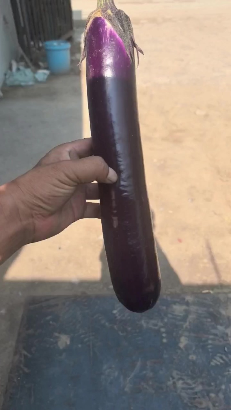 紫棒茄子