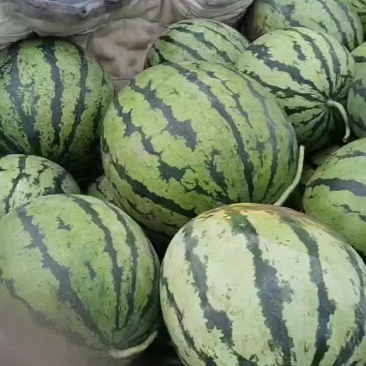 天津宁河西瓜