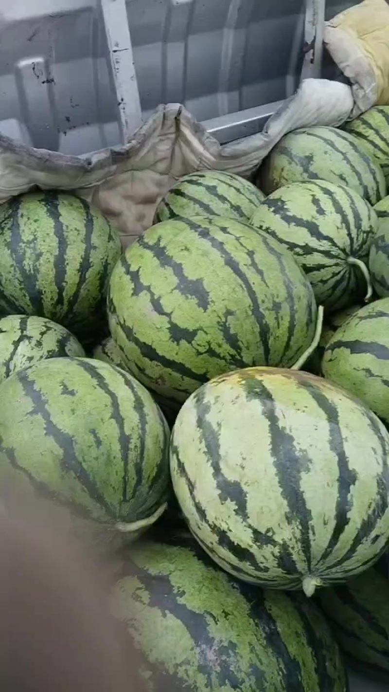 天津宁河西瓜