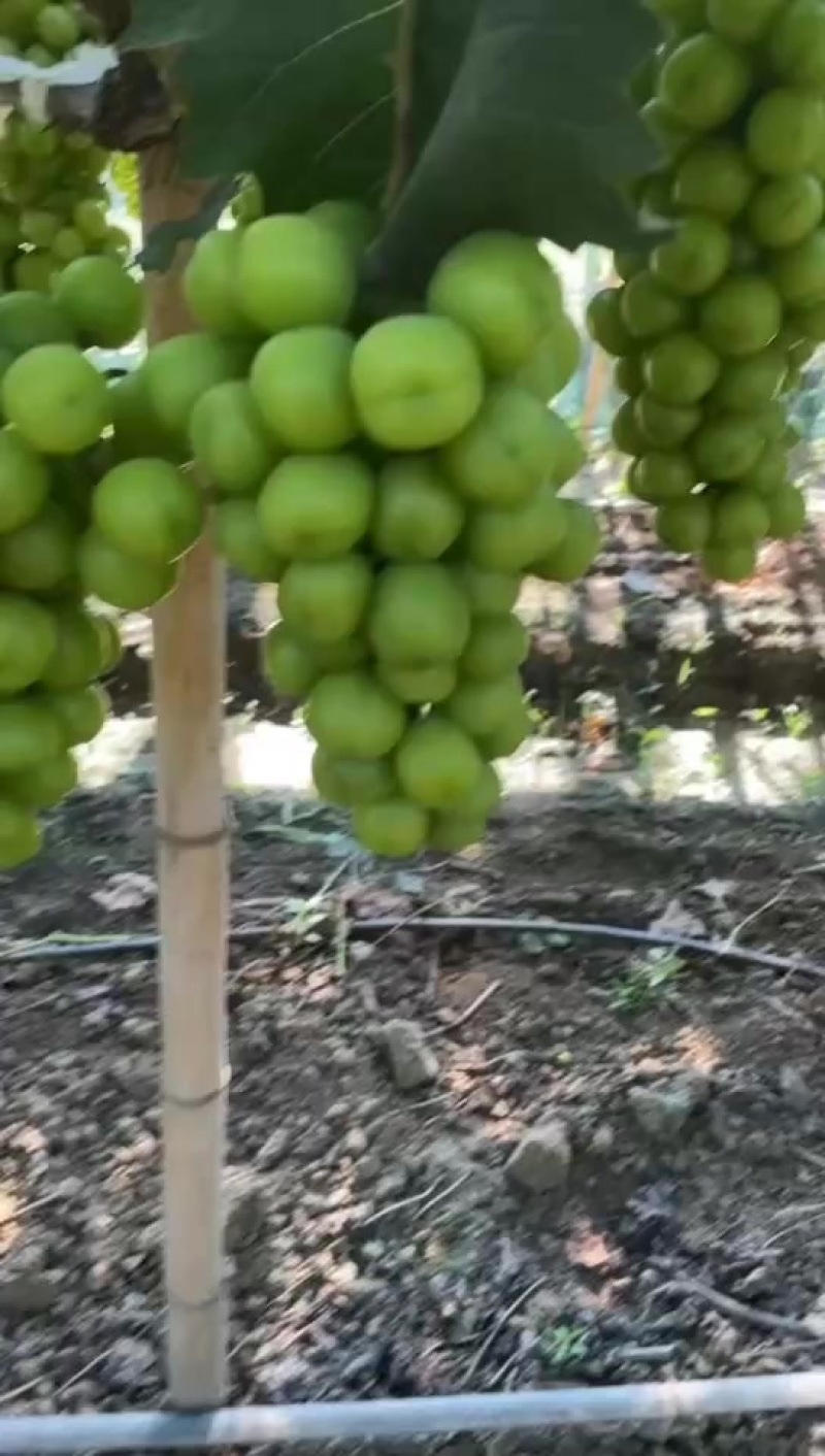 阳光玫瑰