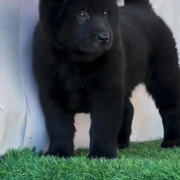 五黑犬