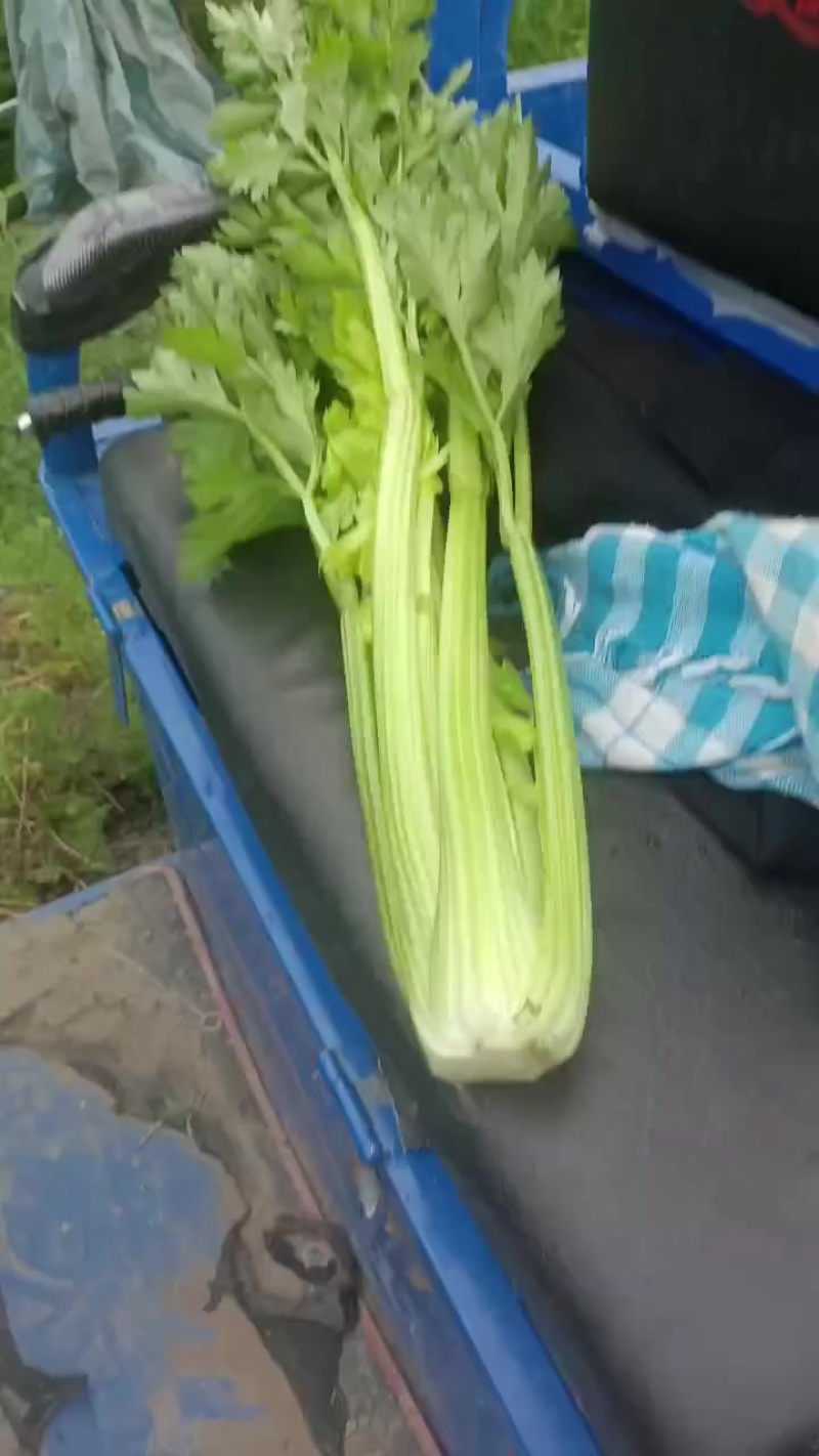 芹菜小芹菜