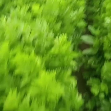 芹菜小芹菜