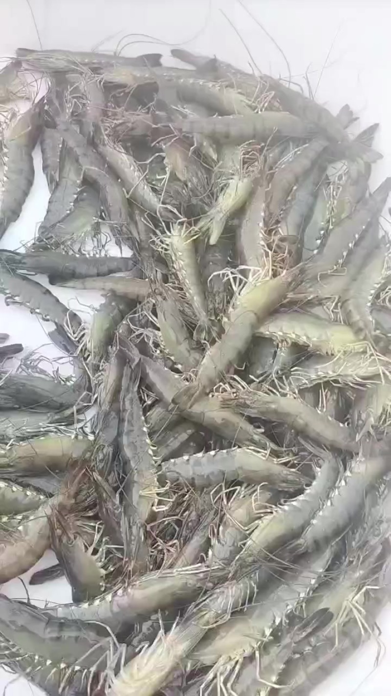 优质斑节虾。
