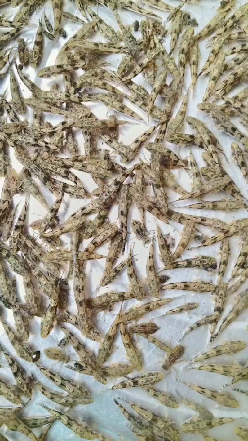 泰国笋壳鱼苗