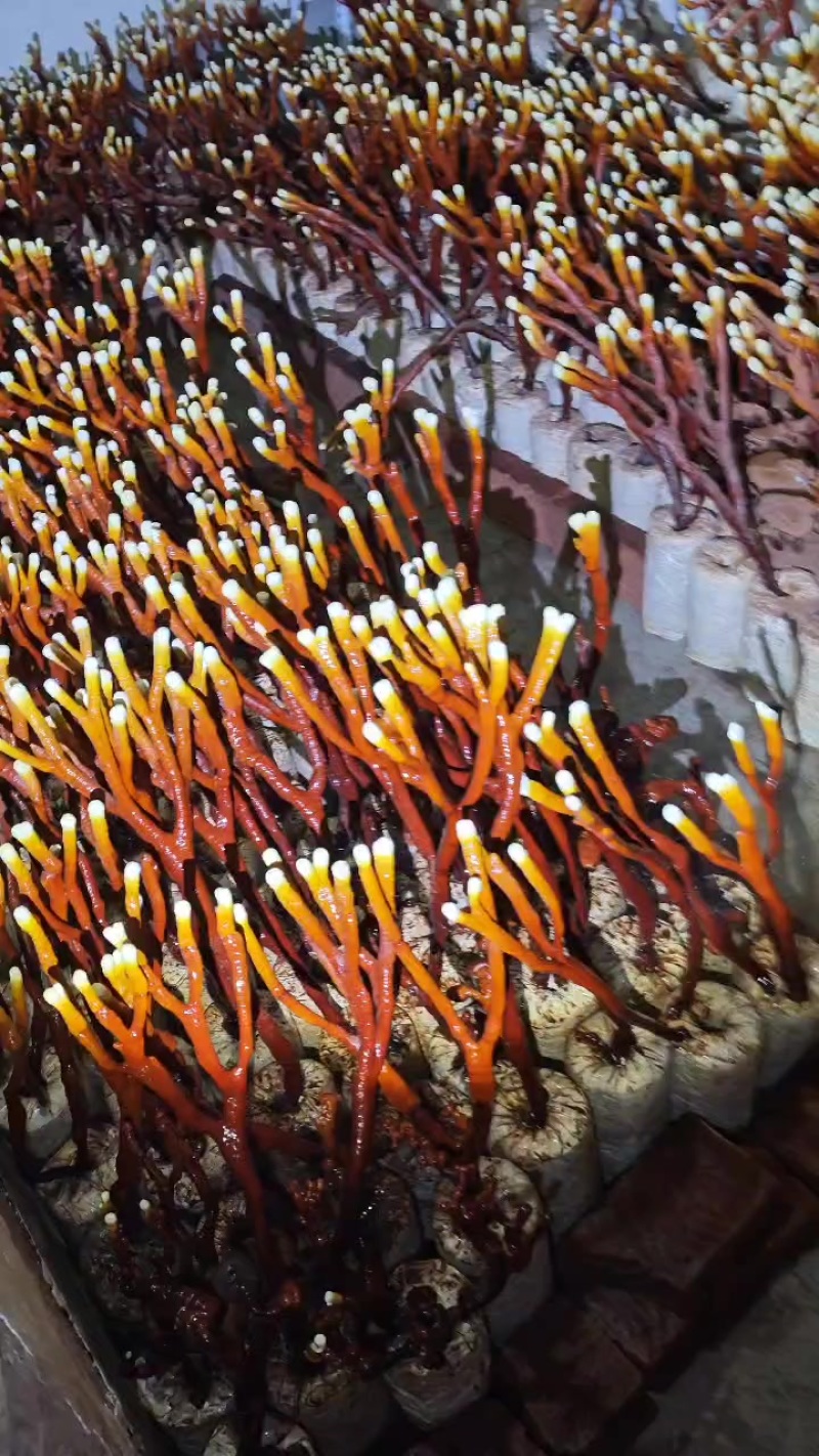 鹿茸灵芝