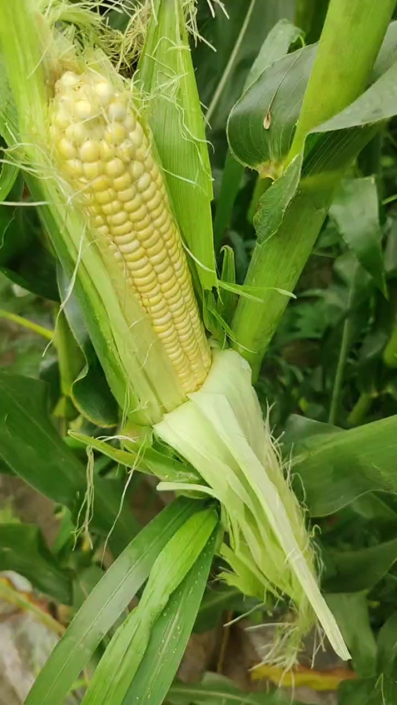 出售优质万糯2018和2000共100亩自己种植无蛆无虫