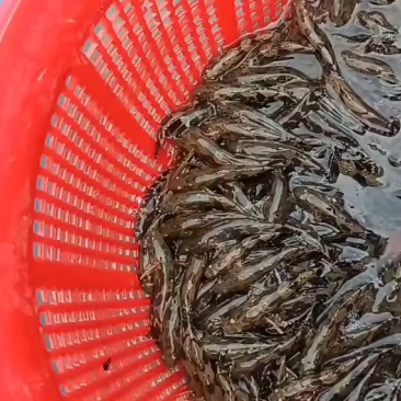 泰国笋壳鱼苗