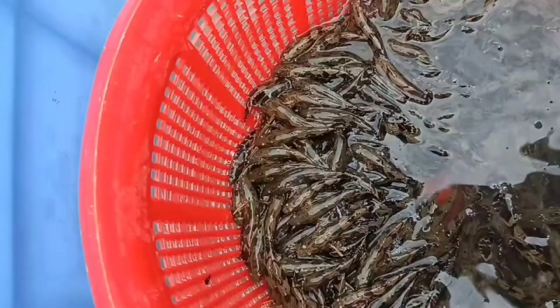 泰国笋壳鱼苗