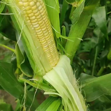 出售优质万糯2018和2000共100亩自己种植无蛆无虫