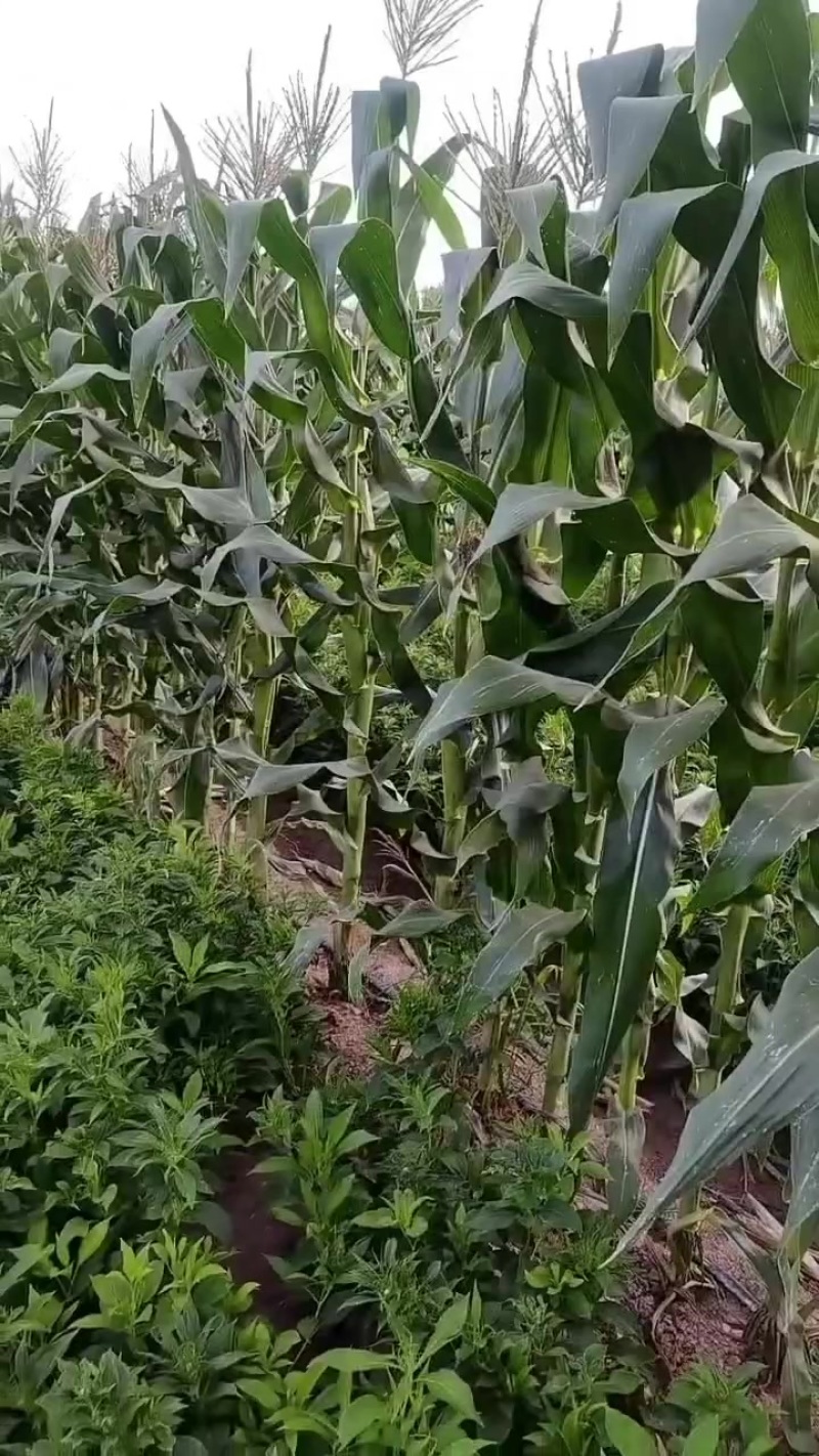 鲜玉米，美玉27。甜加糯