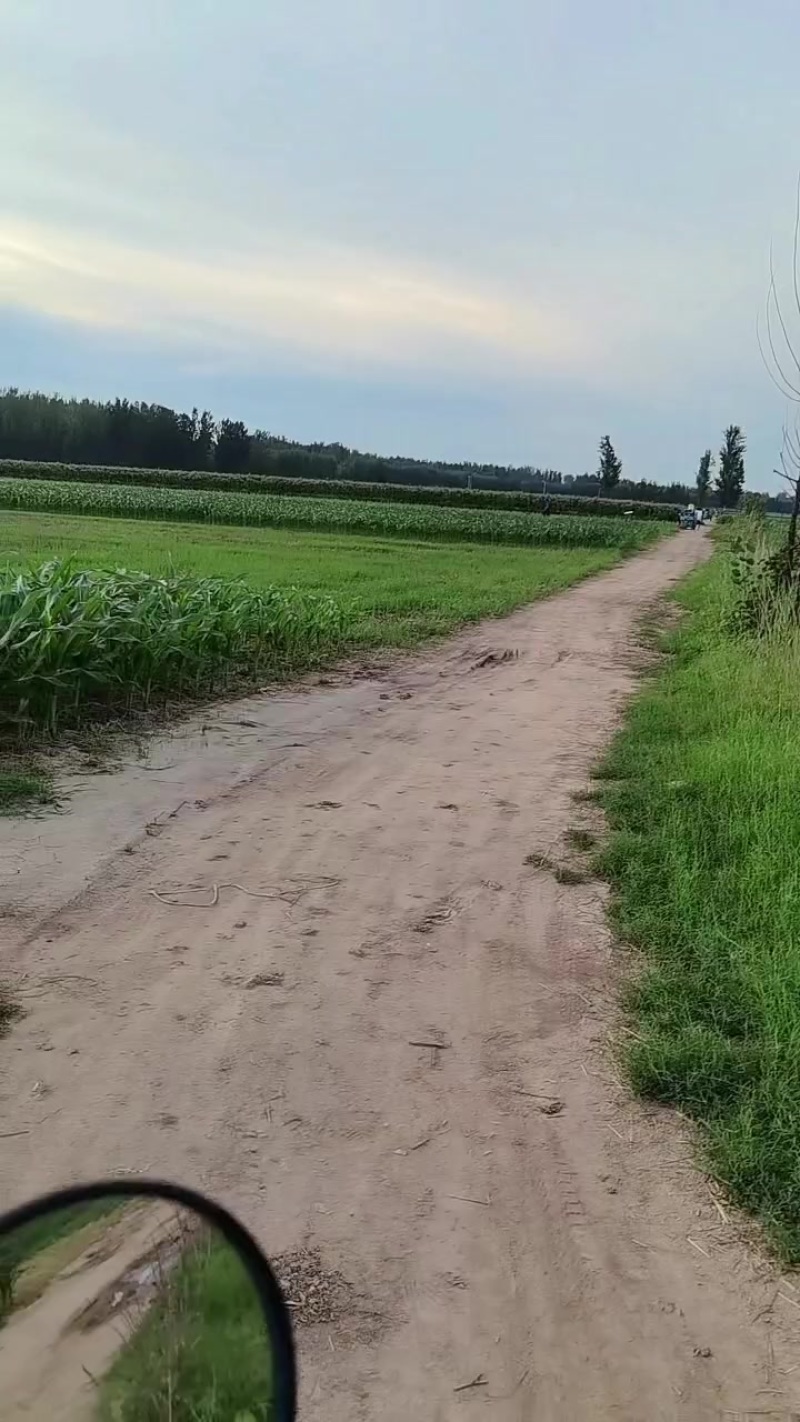 鲜玉米，美玉27。甜加糯
