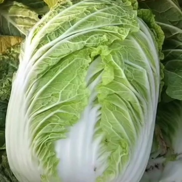 精品大黄心菜
