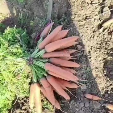 精品胡萝卜