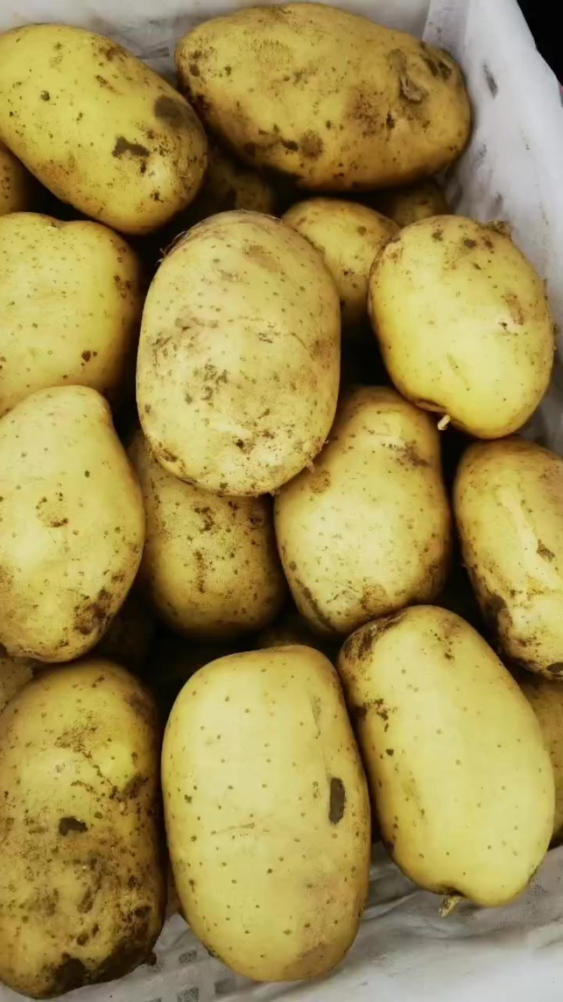 沃土5
