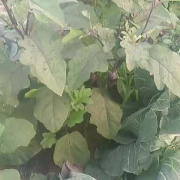 长茄子急售