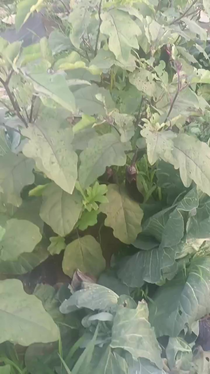 长茄子急售