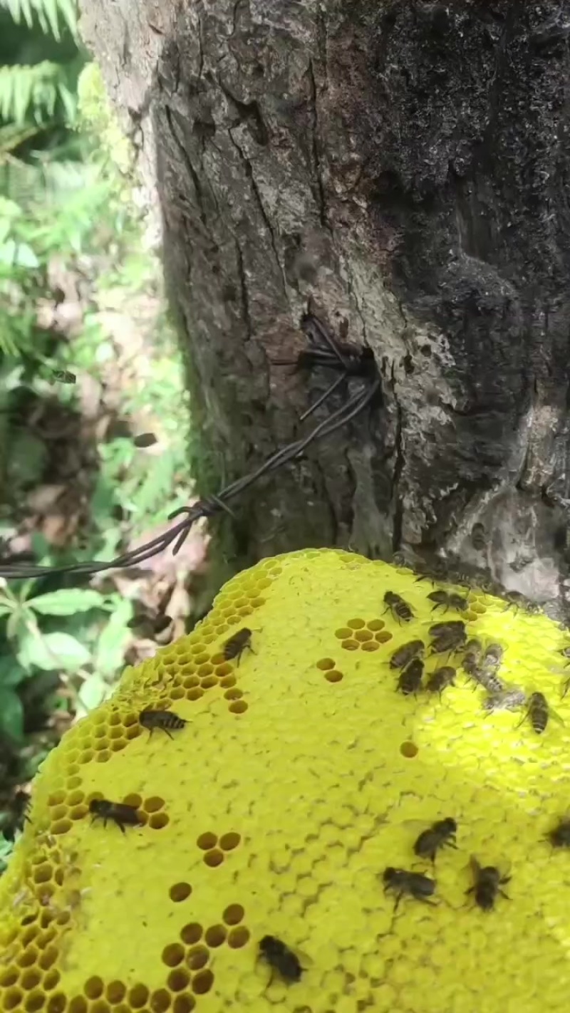 纯野生土蜂蜜