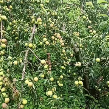 李子半边红