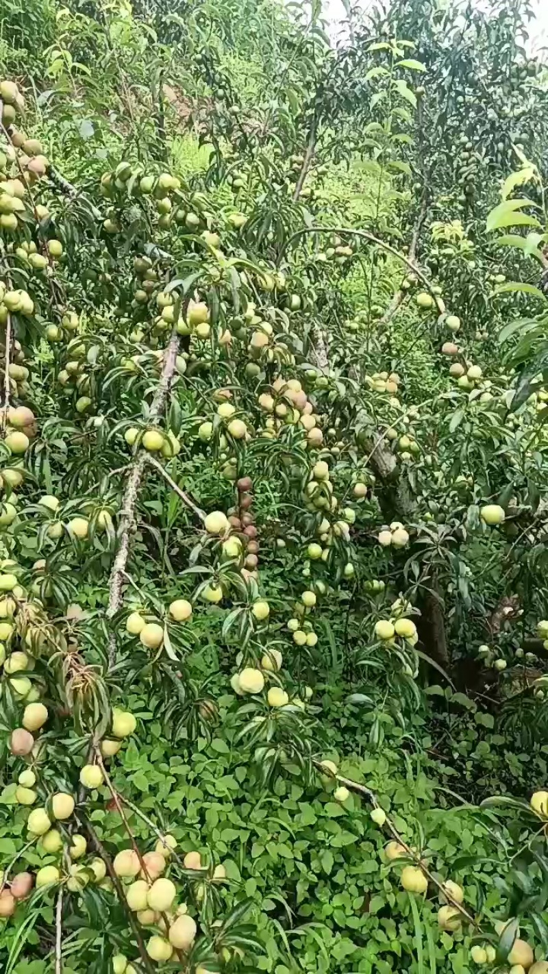 李子半边红