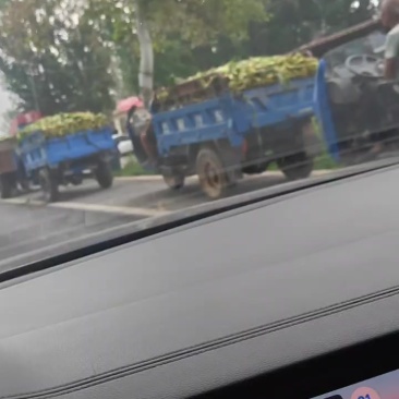 黄粘玉米