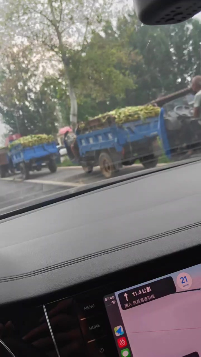 黄粘玉米