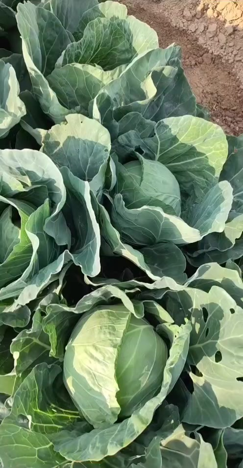甘蓝