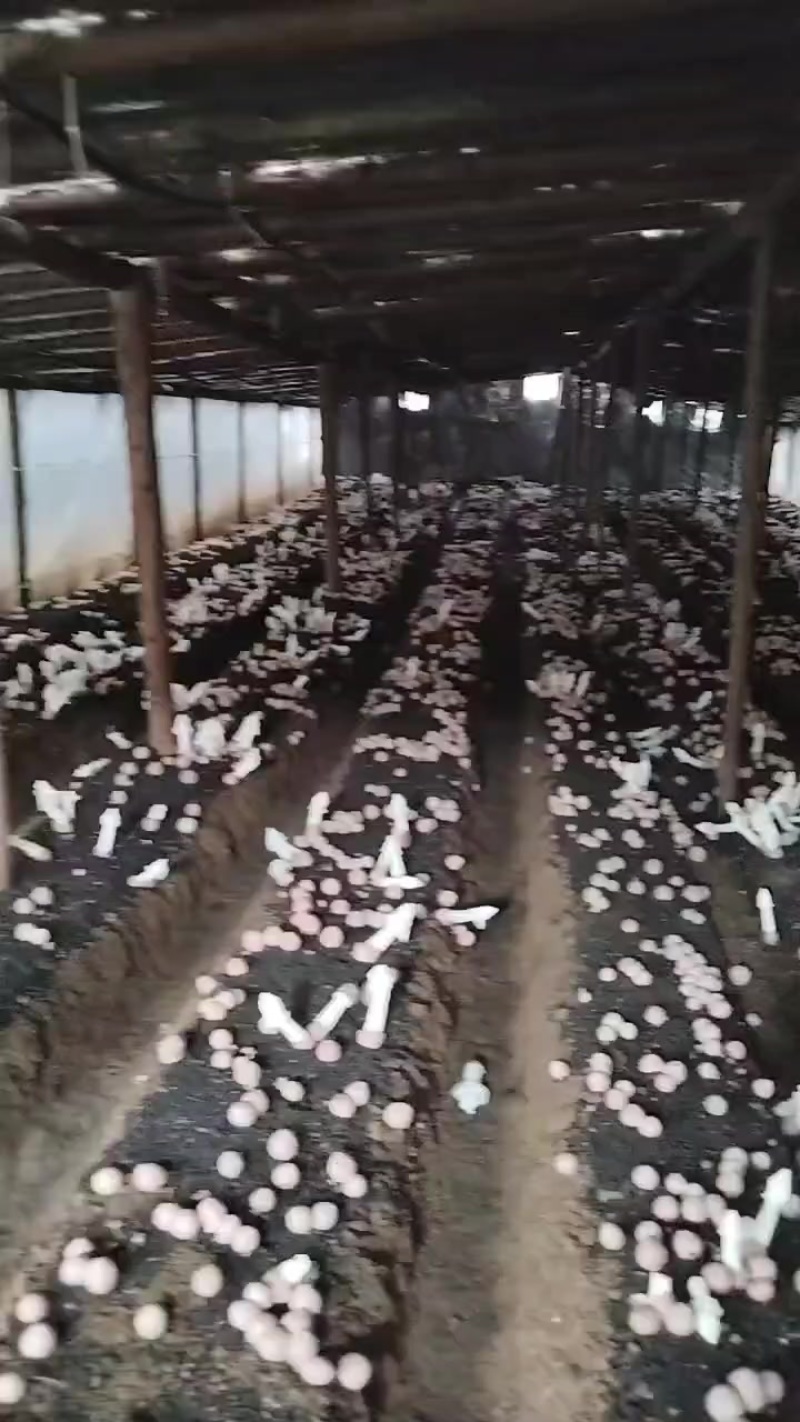贵州织金红托竹荪
