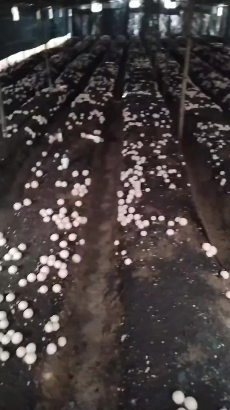 贵州织金红托竹荪