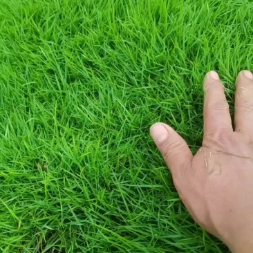 绿化草皮