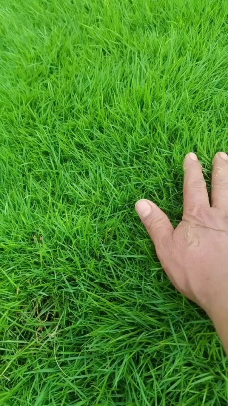 绿化草皮